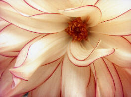 Ree's Dahlia